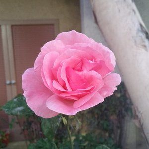 Meet your Posher, Brina